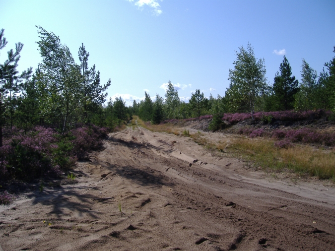 Viršu ziedu medus ievākšana, 2009.08.19