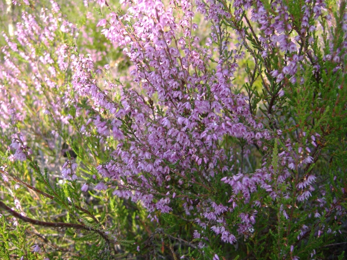 Viršu ziedu medus ievākšana, 2009.08.19