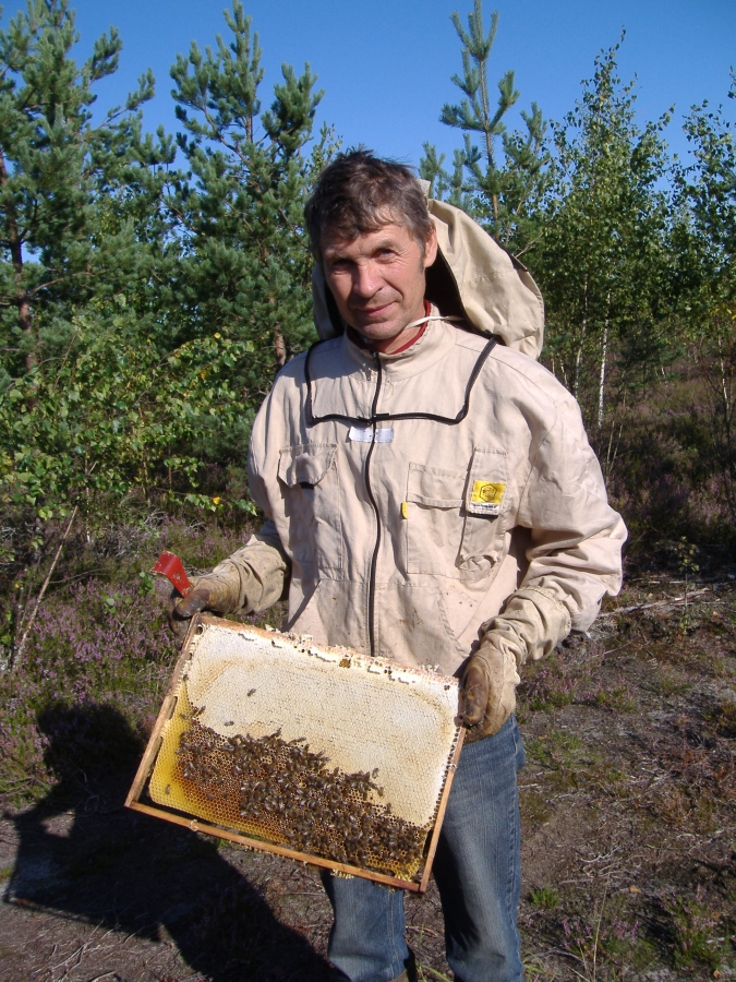 Biškopis Almants Štelcs ievācot viršu ziedu medu.
