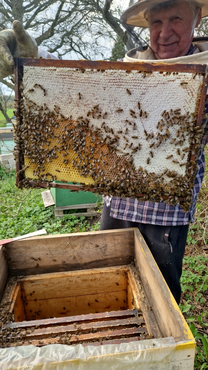 Biškopis Almants Štelcs un medus šūnas ar pirmo 2025. gada medu.
