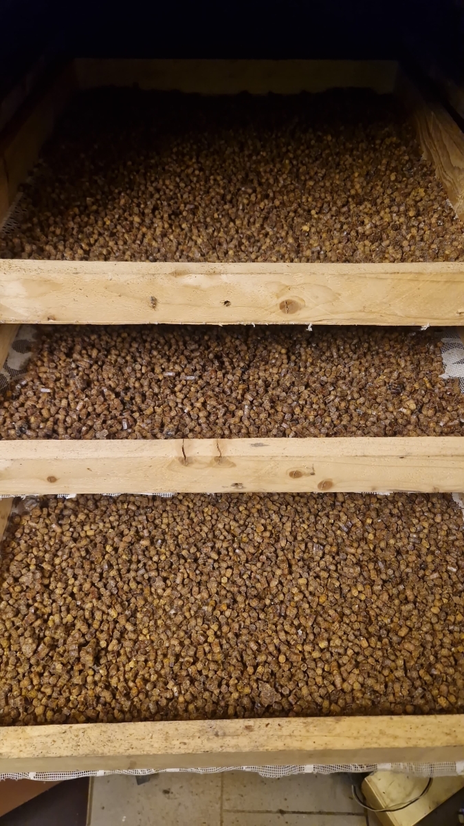 Bišu maizes žāvēšanas process.