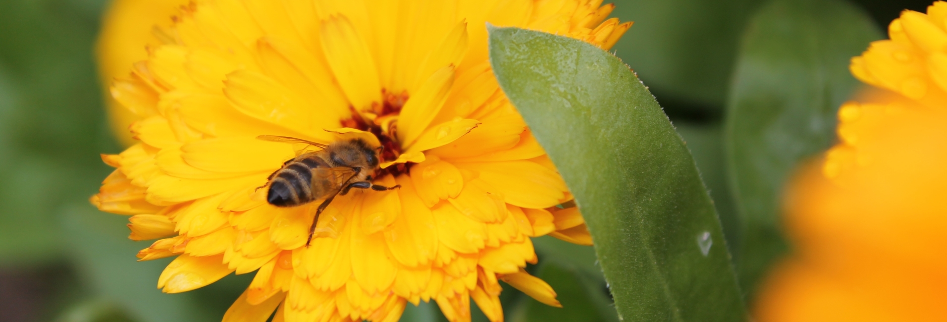 Bite vāc nektāru klinģerītes ziedā.