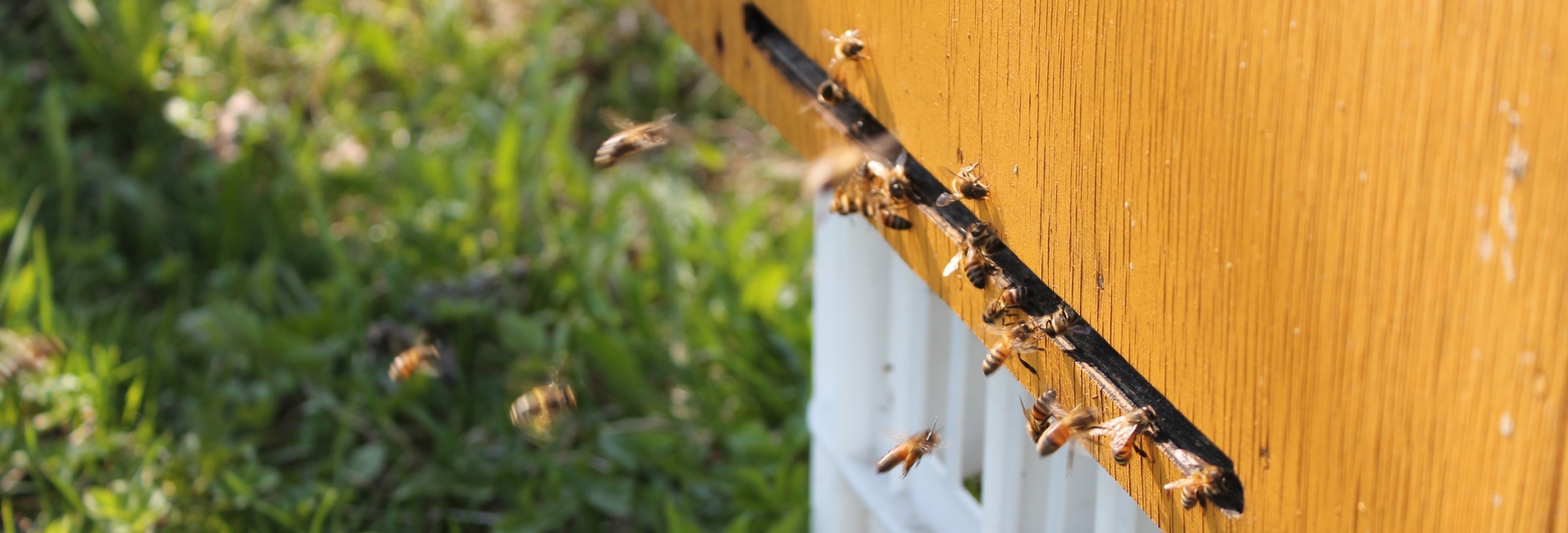 Bites lido uz stropu.