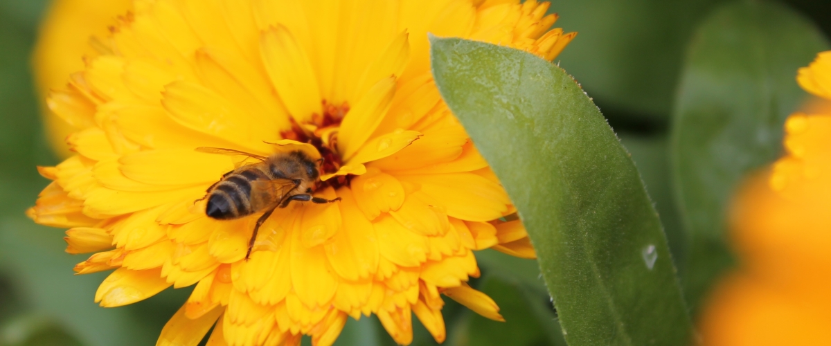 Bite vāc nektāru klinģerītes ziedā.