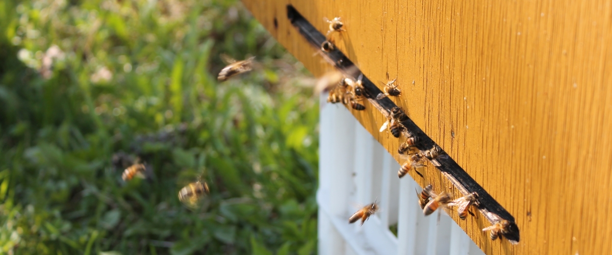 Bites lido uz stropu.